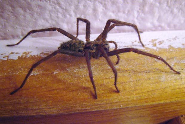 giant house spider